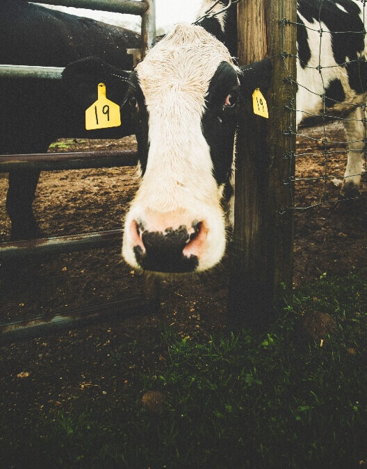 Unpacking the benefits of bulk fuel delivery and food-safe lubricants for dairy farmers