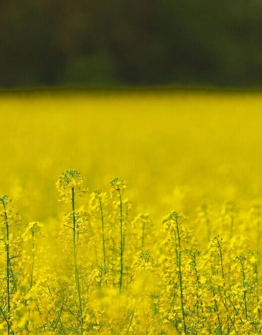 Fuelling a successful Canola Harvest with Moov Fuel’s bulk fuel delivery & lubricant solutions