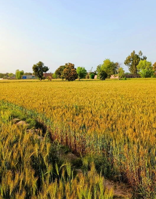 Empowering Wheat Farmers: Moov Fuel’s Tailored Solutions for Planting Season